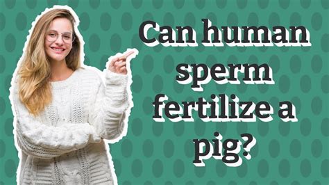 The main thing that the <b>sperm</b> brings in are the 23 chromosomes. . Can pig sperm fertilize human egg
